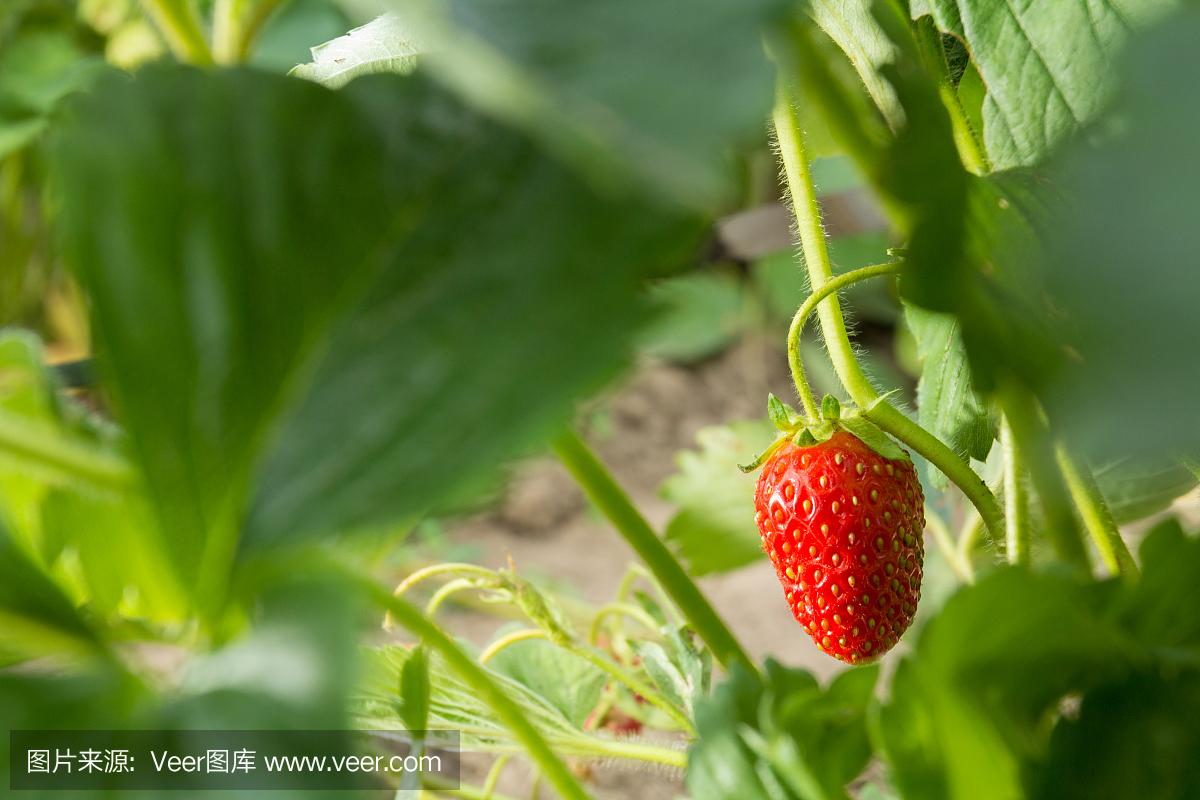 非常美味的草莓。草莓作物。紅色,多汁,大漿果。香甜可口的漿果。