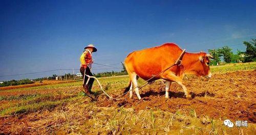 中央財(cái)政對(duì)水稻,小麥,玉米,棉花,馬鈴薯,油料作物,糖料作物,能繁母豬