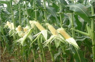 是蔬菜也是水果,去皮就能吃,有人說畝產(chǎn)值過萬,農(nóng)民卻不愿種植