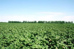 農(nóng)業(yè)專家 想要投資農(nóng)業(yè) 先來(lái)學(xué)學(xué)農(nóng)業(yè)知識(shí)