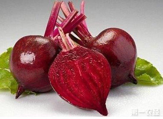 糖用甜菜是甘蔗以外的一個(gè)主要糖來(lái)源,也是中國(guó)主要糖料作物之一
