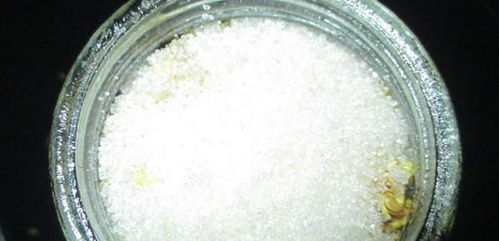 一把白糖,一份桂花,教你自制桂花釀,清香撲鼻,簡(jiǎn)單易學(xué)